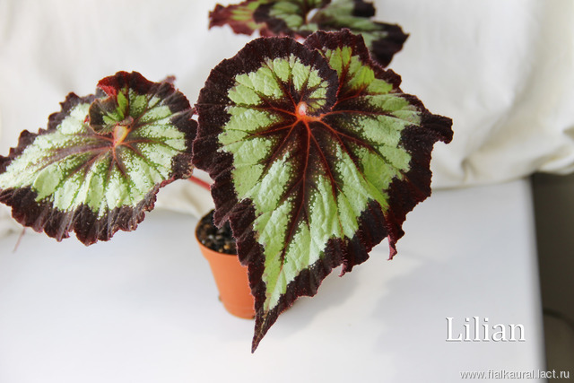 B. ‘Lilian’